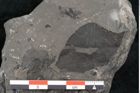 Foto (Detailansicht) von Taeniopteris vittata Brongniart (NHMW-GEO-2024-0188-10489)